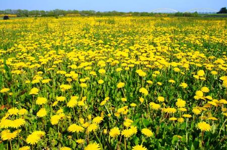 2012-5-20鵡川たんぽぽ 006.jpg